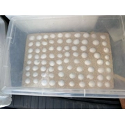 Blue and gold macaw parrot eggs for sale