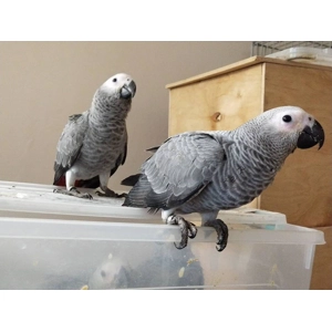 Breeding pair African grey parrot a for sale