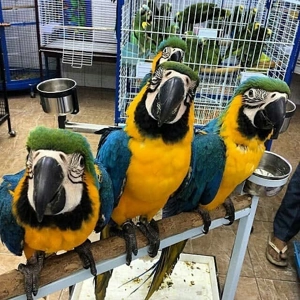 Breeding pair blue and gold macaw for sale