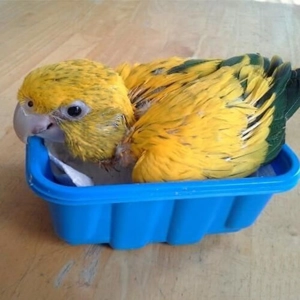 Baby Goldenn conure for sale
