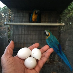 Macaws Parrot Eggs Available For Sale
