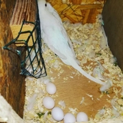 Umbrella Cockatoo parrot eggs for sale