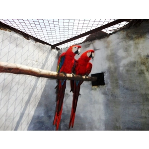Breeding pair scarlet macaws for sale