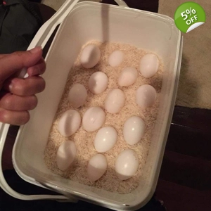 Fertile hatching Parrot eggs