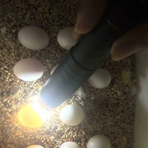 Parrot eggs for sale - Fertile exotic bird eggs for sale