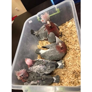 Rose breasted (Galah cockatoo)