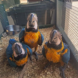 Baby blue and gold macaws for sale