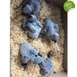 Baby Congo African grey parrots for sale