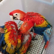 Baby red scarlet macaw for sale