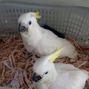 Sulphur Crested cockatoo