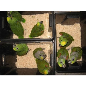 Yellow napped Amazon