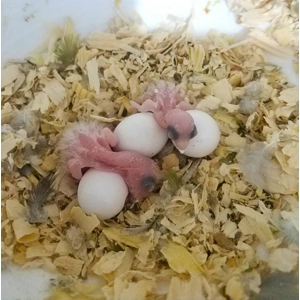Sulphur Crested Cockatoo Parrot Eggs For Sale