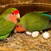Lovebird Parrot Eggs Available For Sale