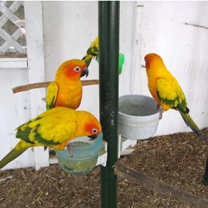 Sun Conure for sale