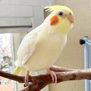 Cockatiel parrots for sale