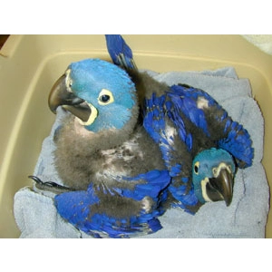 Hyacinth macaw