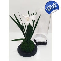 Cupola orhidee criogenata M50