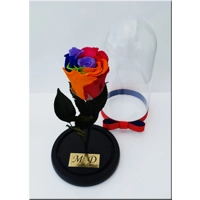 Trandafir nemuritor rainbow M24