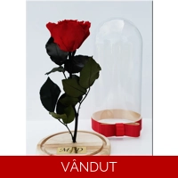 Trandafir etern rosu M25