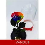 Trandafir etern rainbow M26