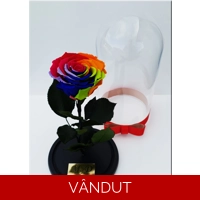 Trandafir etern rainbow M26