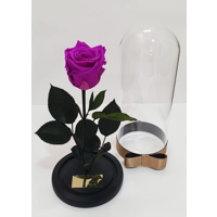 Trandafir criogenat mov M45