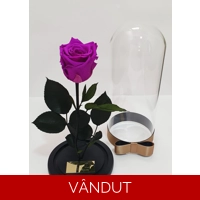 Trandafir criogenat mov M45