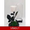 Trandafir etern alb M49