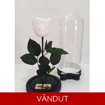 Trandafir criogenat alb M46
