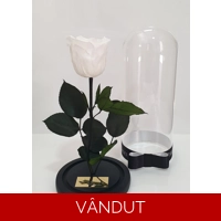 Trandafir criogenat alb M46