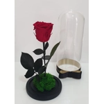 Trandafir criogenat rosu M47