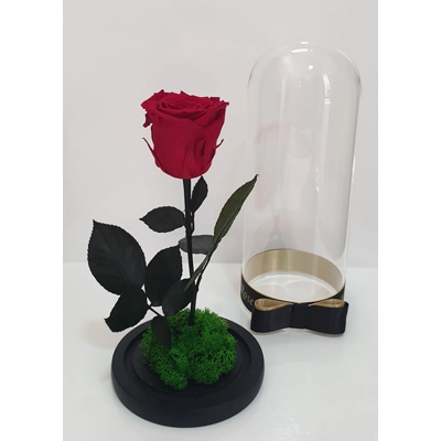 Trandafir criogenat rosu M47