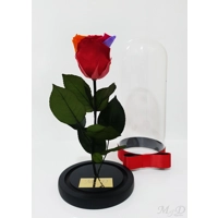 Trandafir criogenat rainbow M59