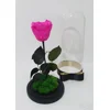 Trandafir etern roz fucsia M60