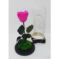Trandafir etern roz fucsia M60