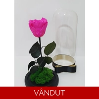 Trandafir etern roz fucsia M60