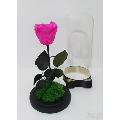Trandafir etern roz fucsia M60