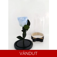 Trandafir criogenat bleu M62