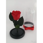 Trandafir criogenat rosu M61