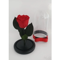 Trandafir criogenat rosu M61