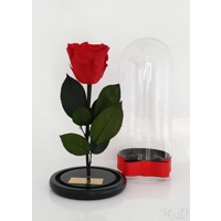 Trandafir criogenat rosu M64