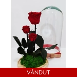 Trandafiri criogenati rosii ..