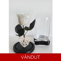 Trandafir nemuritor alb M67