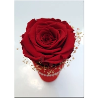 Cutie catifea cu trandafir criogenat M38