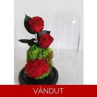 Mix trandafiri si plante criogenate M66