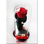 Trandafir nemuritor M4