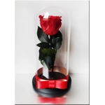 Trandafir nemuritor M4