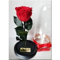 Trandafir nemuritor M4