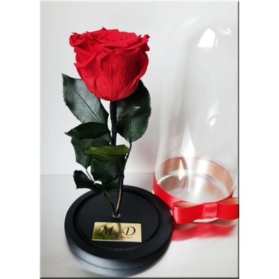 Trandafir nemuritor M4