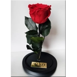 Trandafir nemuritor M4